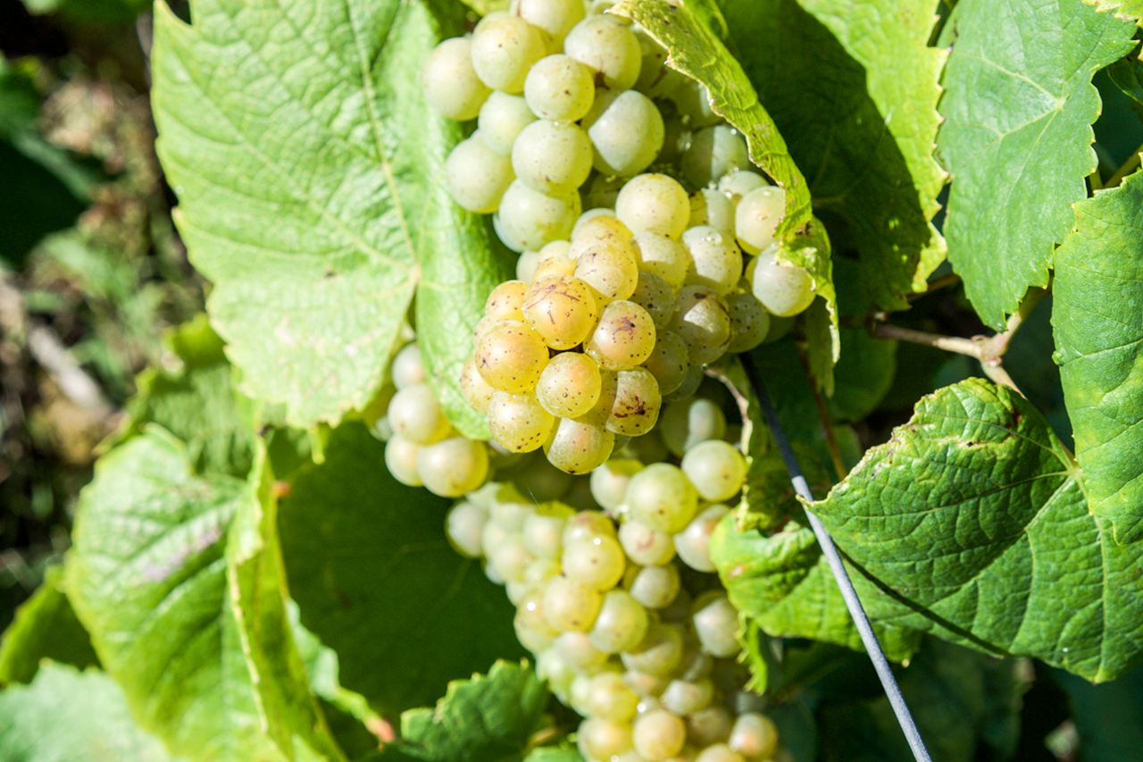 Domaine de la Fruitiere European Cellars