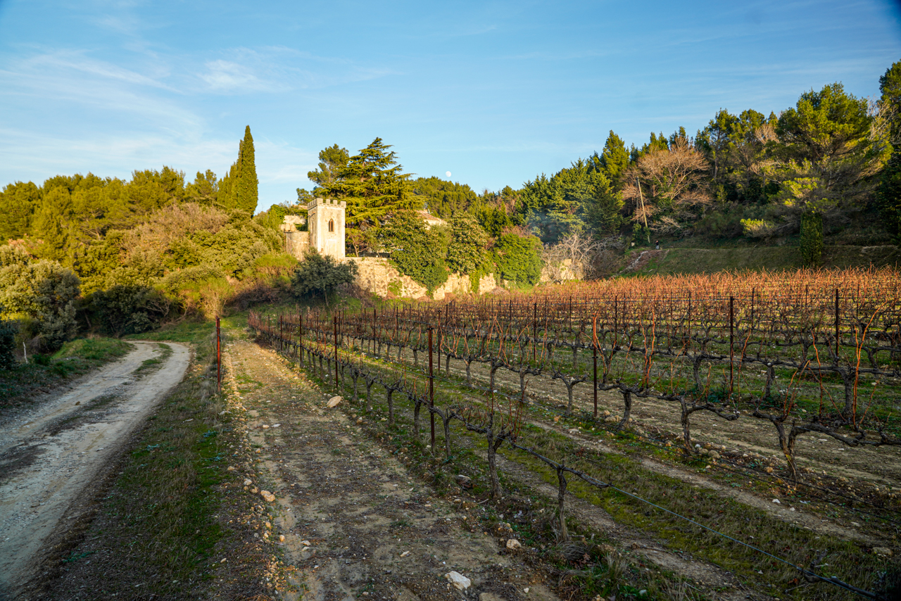 This parcel of vines below the Domaine is used for their village Gigondas and provides a good view of how the estate is tucked up in the forested uplands of Gigondas. 