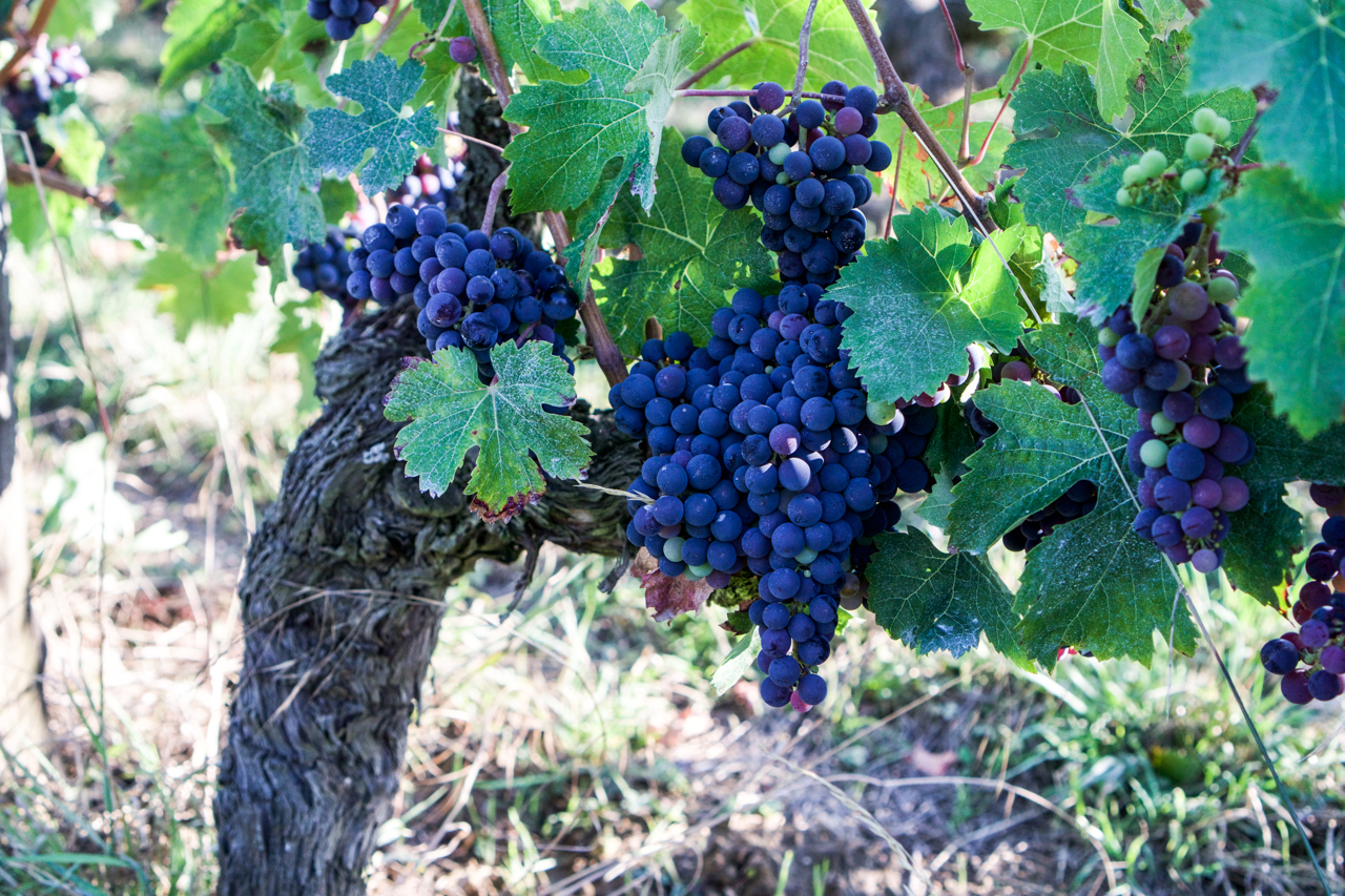 Older vines of Cabernet Franc ready for harvest