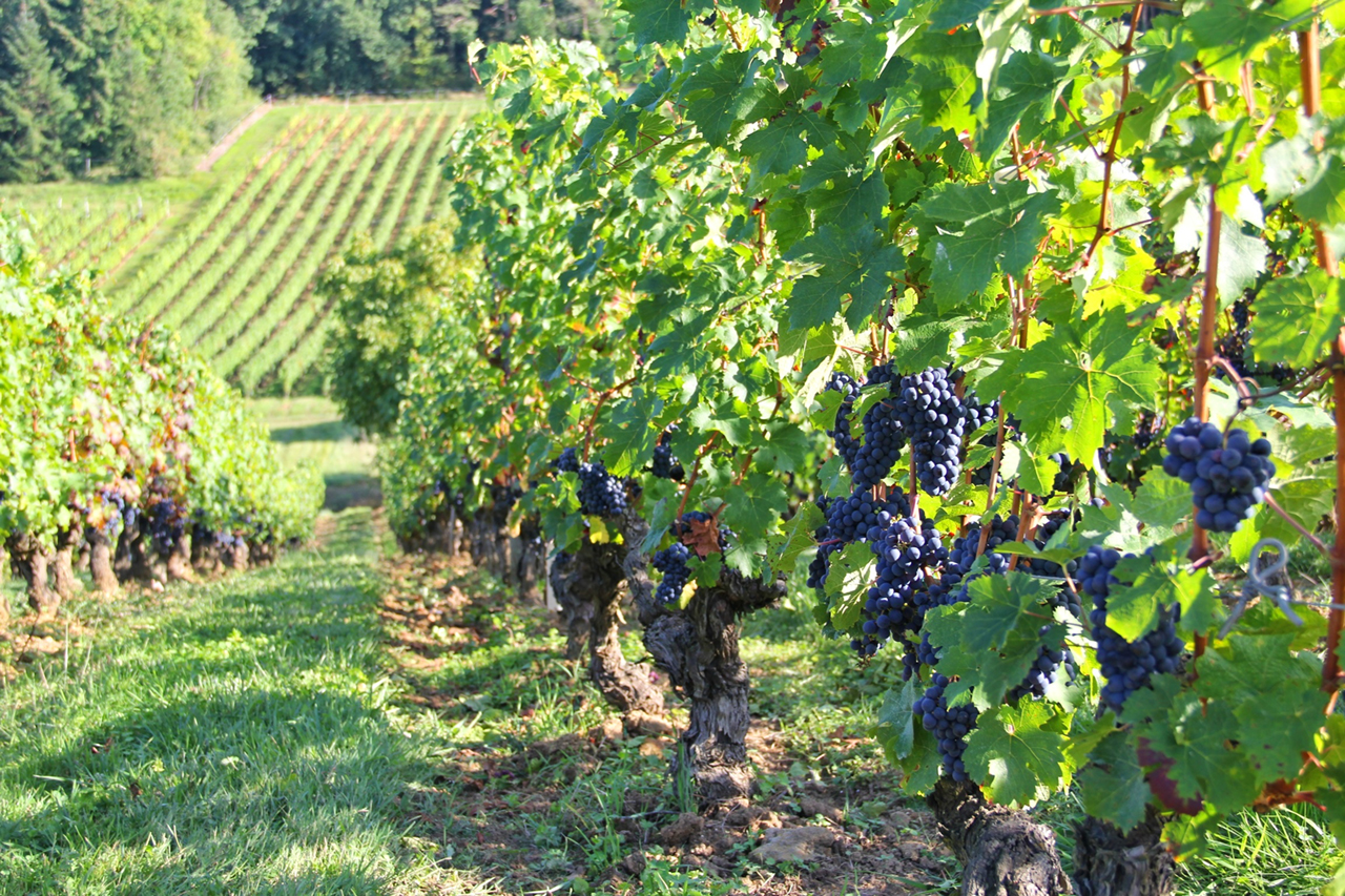 Cabernet Franc planted mid-slope in the small valley that forms Domaine de Noblaie