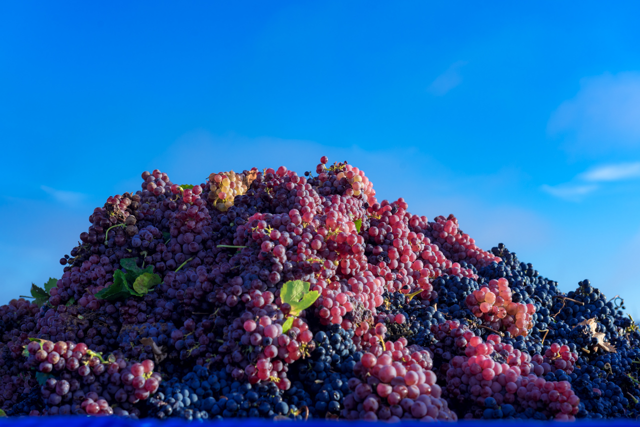 Harvest 2017 - Monastrell and Garnacha