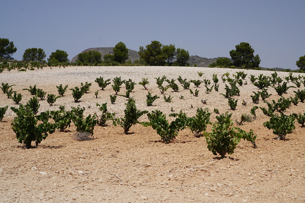 The color of the soils changes subtly in the vineyards of Casa Castillo indicating where honey-colored clay transitions to chalk