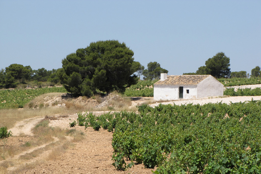 A casita in the vineyards of Casa Castillo
