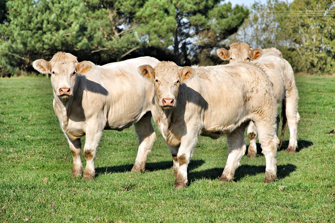 Thierry runs an integrated sustainable farm at Domaine Saint Nicolas with the by-products used to make his own biodynamic treatments
