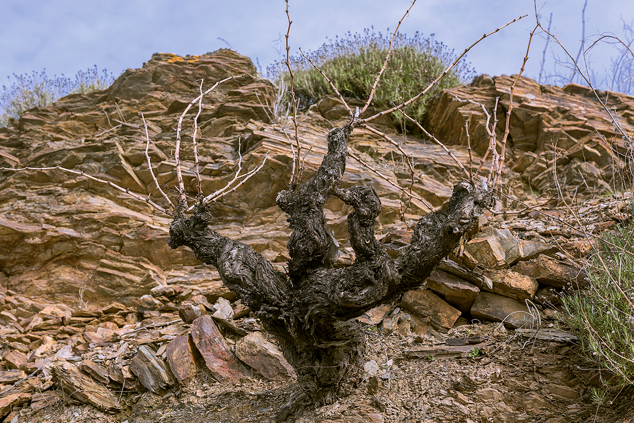 Old vine Garnatxa - Mas d'en Romeu