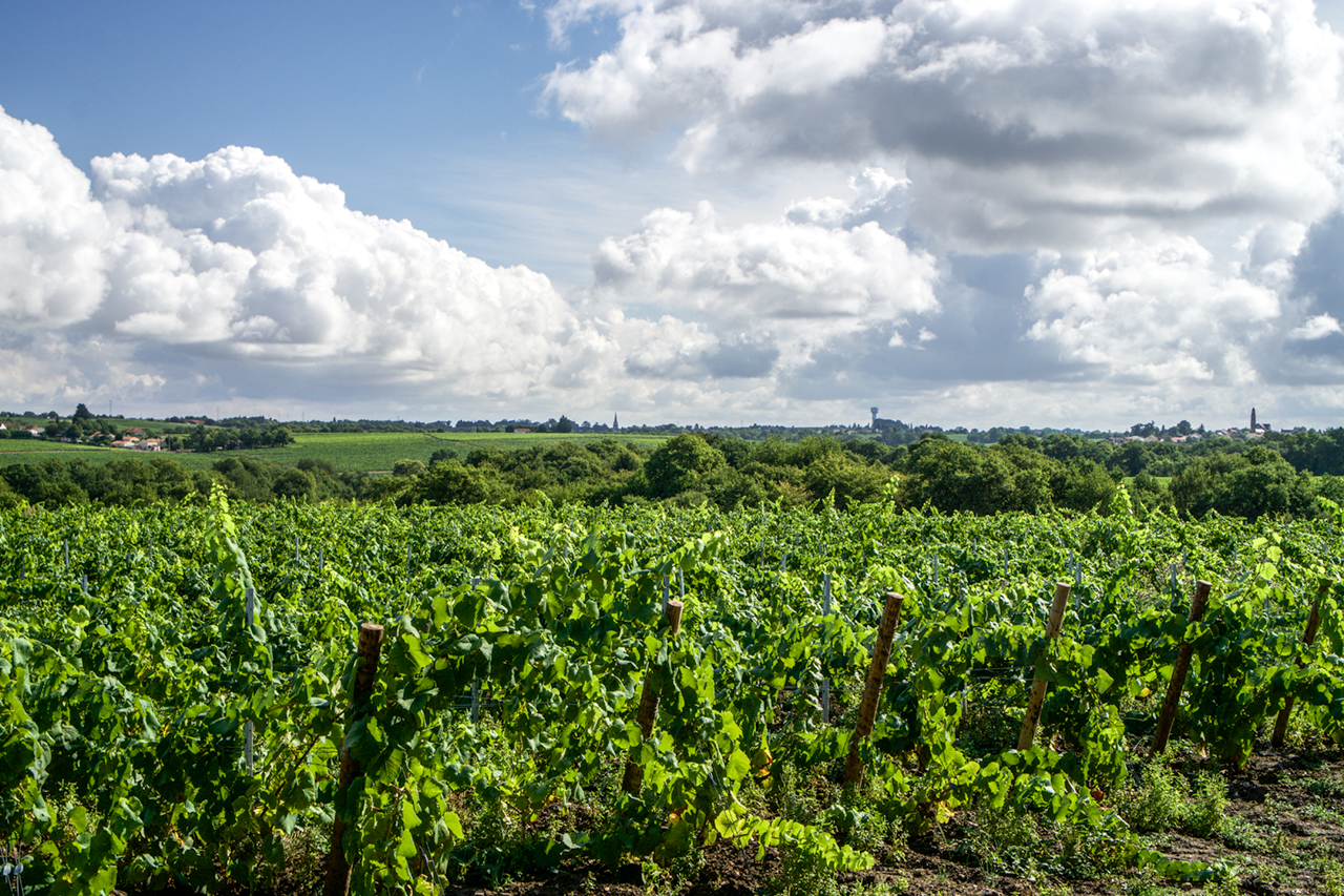 Looking northeast from the Lieubeau vineyards of Château Thébaud. On the horizon from left to right you can see the steeples of the churches in the villages of Château Thébaud and Monnières St-Fiacre.