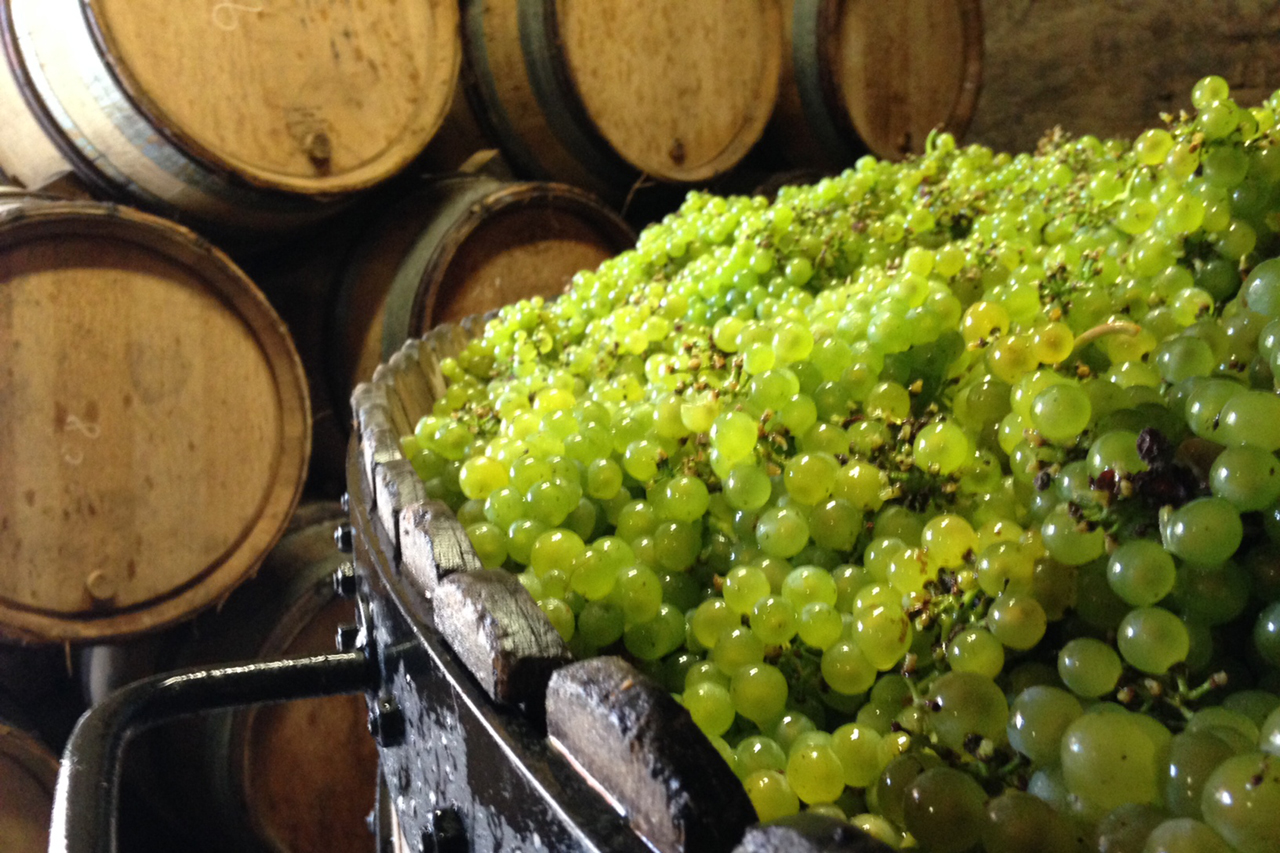Chardonnay right before pressing