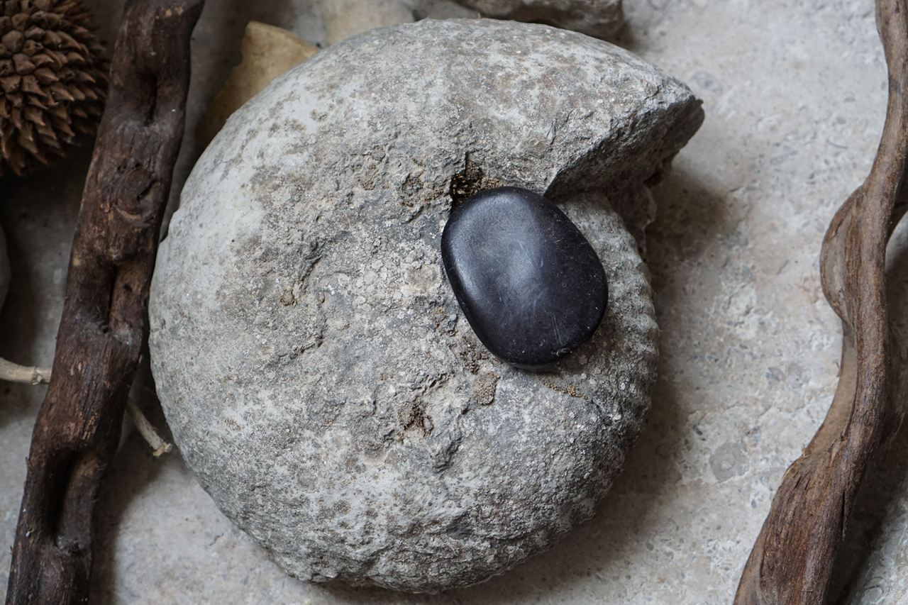 A large fossil found by Davy in one of his vineyards.