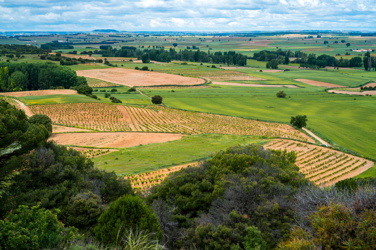 A classic view of Ribera del Duero - fertile soils planted with grains, poor soils with vines.