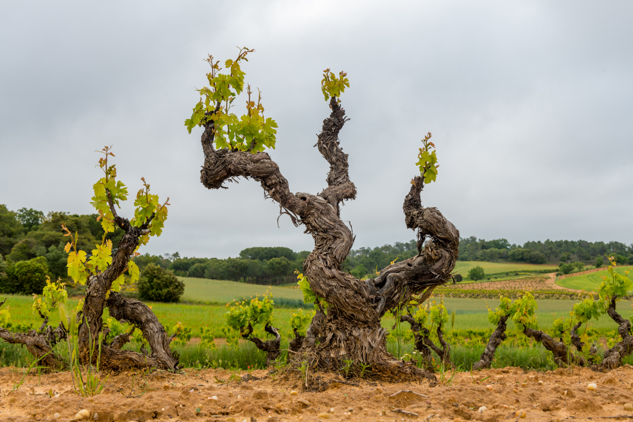 Old vine in El Fuentarron