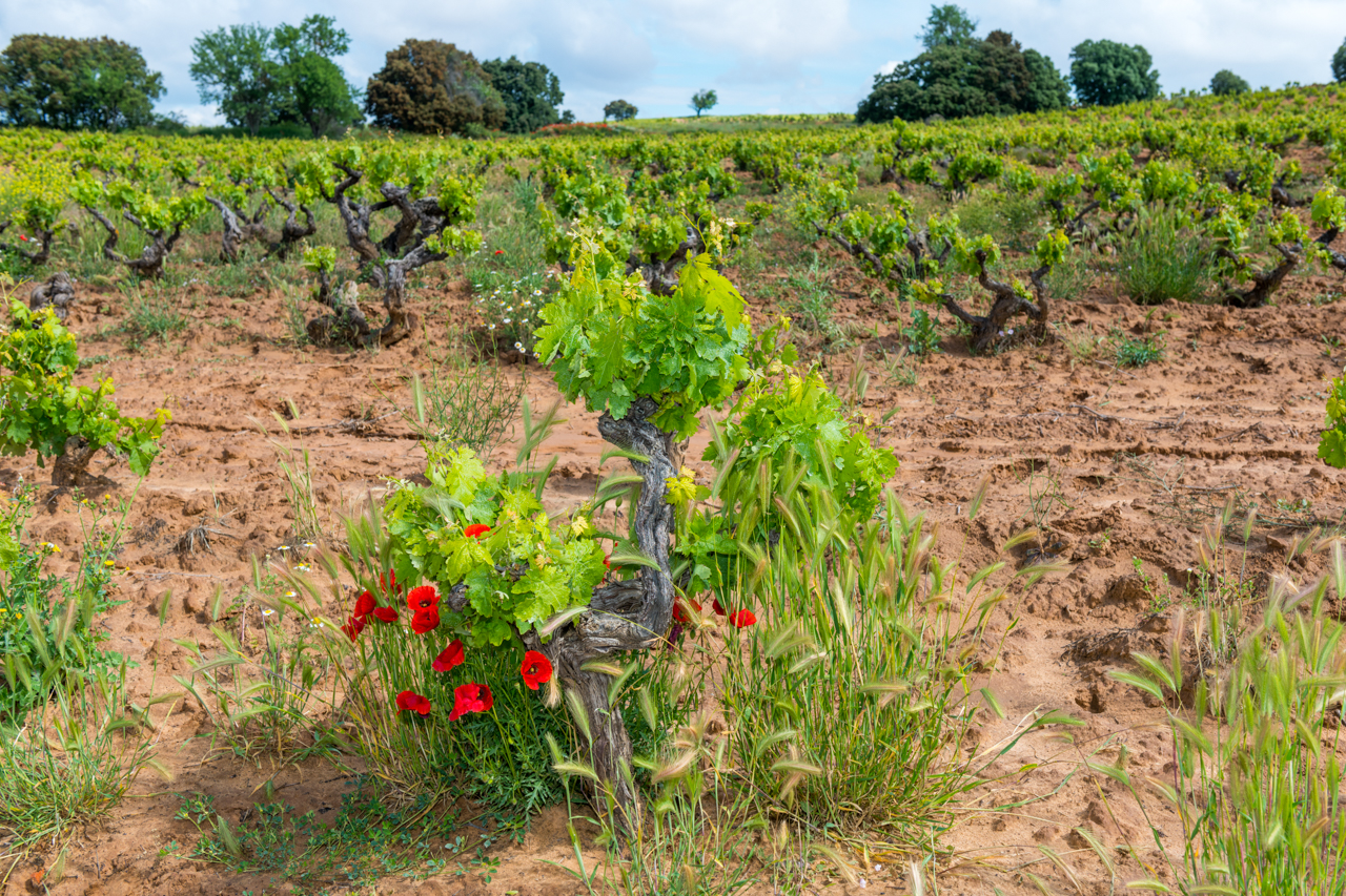 Old vine in El Picón del Melo