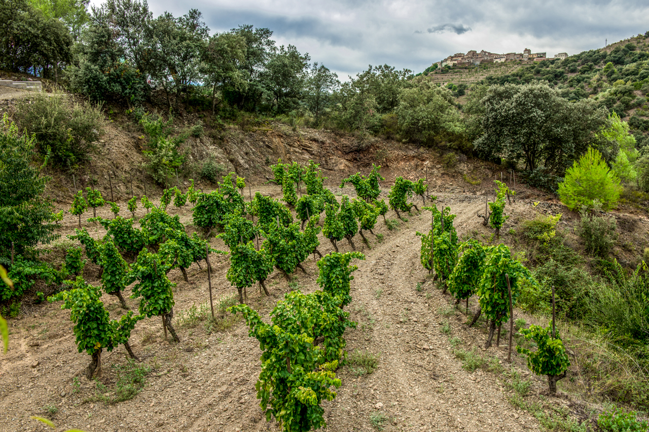 Escales vineyard