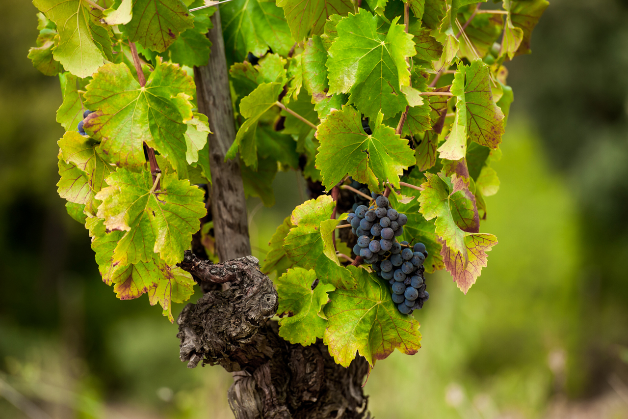 Older vine in Escales