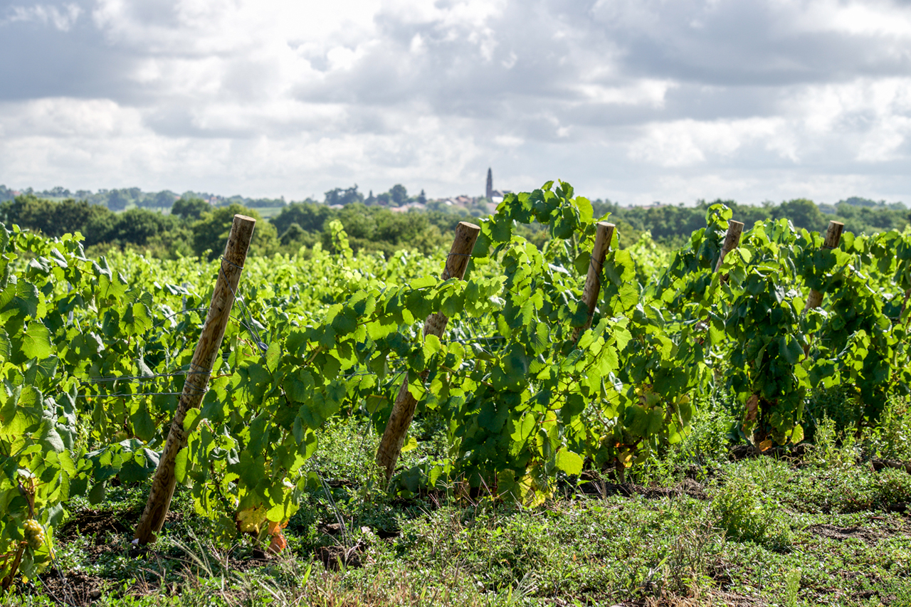 Having converted to organic viticulture, the vineyards of Famille Lieubeau are full of natural ground cover.