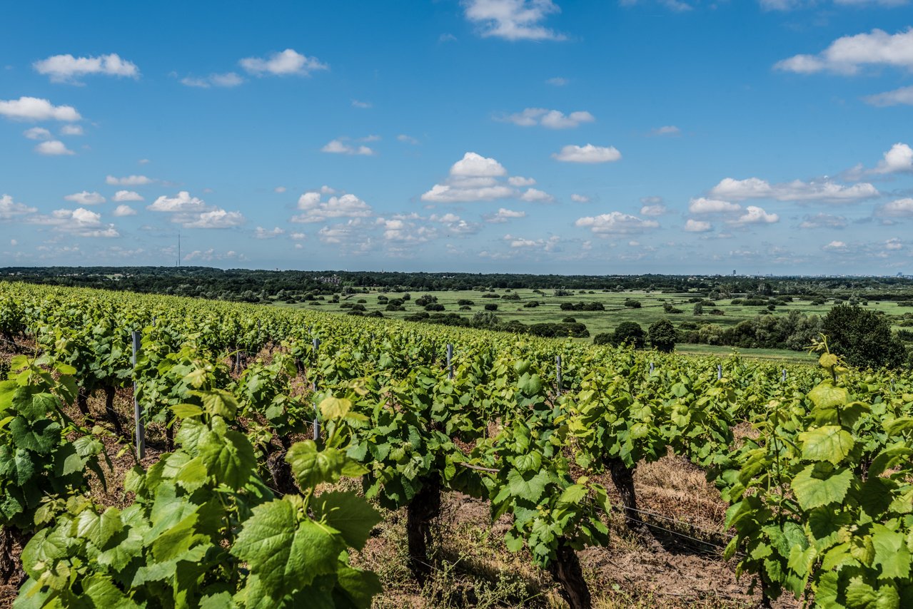 Lieubeau's Goulaine Cru vineyard on a low hill surrounded by wetlands. Despite the large size of this Cru, the best vineyards are situated on this prestigious slope. 