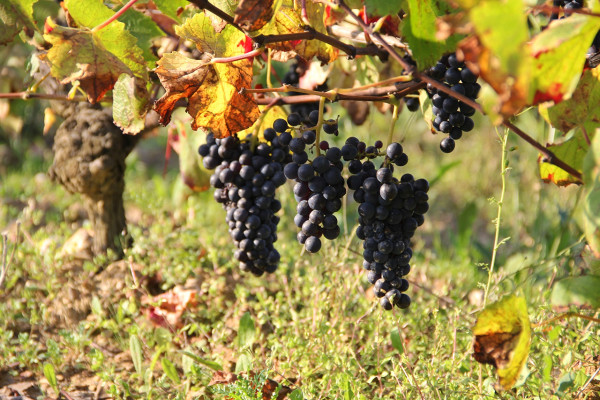 The vineyards right before harvest, no synthetic products have ever been used in the farming at Domaine Saint Nicolas