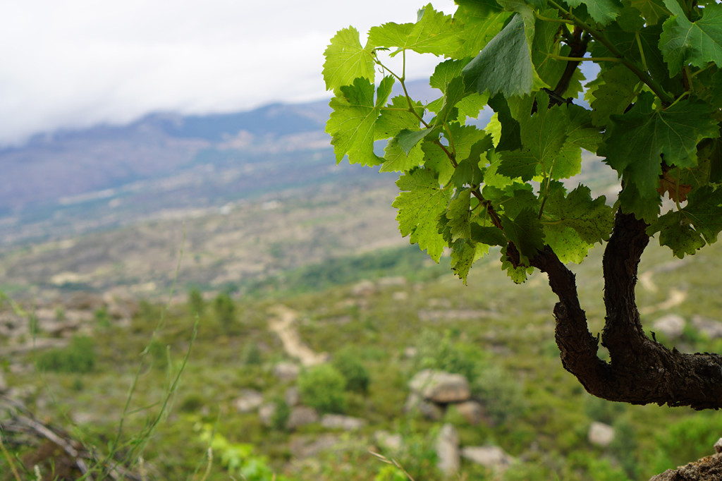 Rumbo al Norte – vines among the boulders