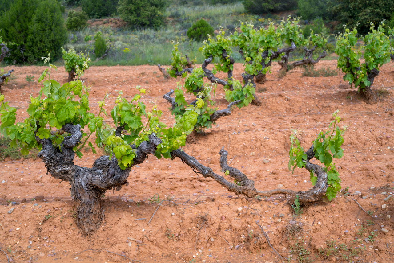 Layered vine (ungrafted) in La Encerrada - the connection between the the two vines was never cut in this instance