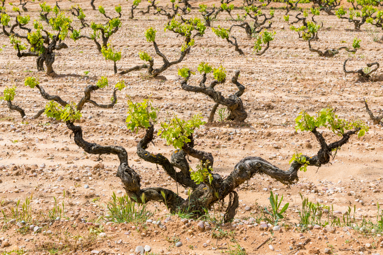Sprawling old vines in Las Matillas