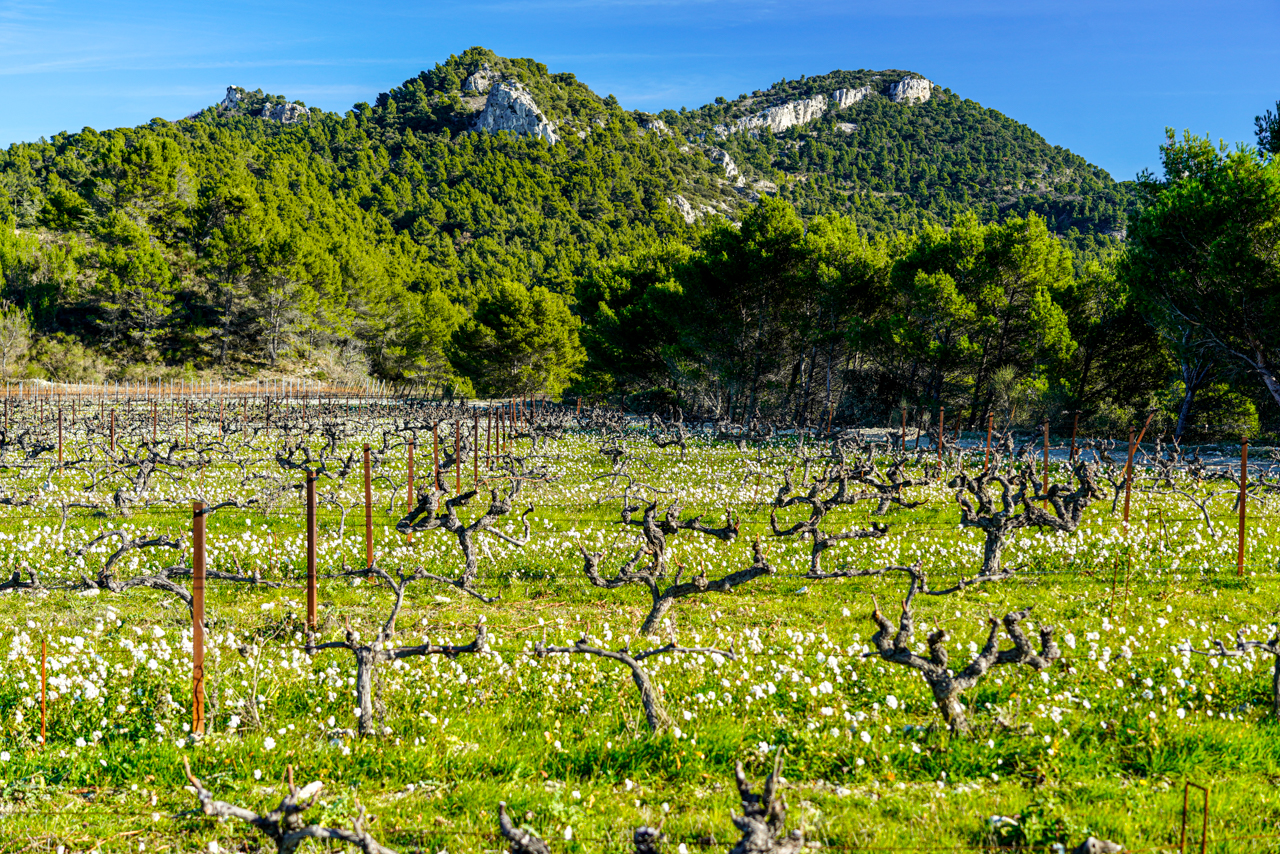 Le Plateau looking southeast towards the section where Syrah is grown for Les Roches. 