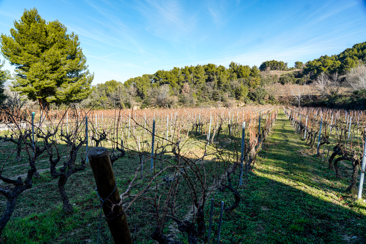 Le Lieu Dit parcels adjacent to the cellars. This sheltered site is surounded on three sides by forest and is partially shaded in the morning in summer. 