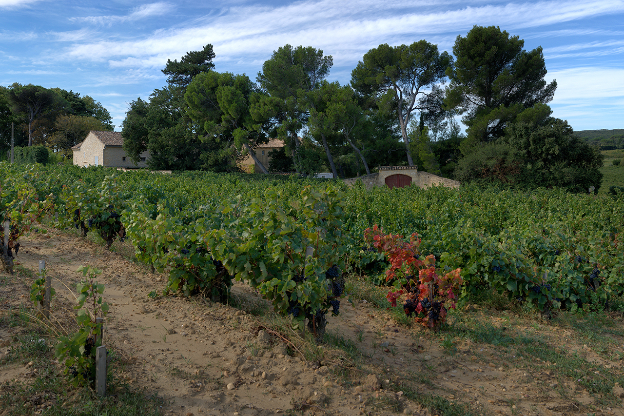 Lirac vineyards near Roquemaure
