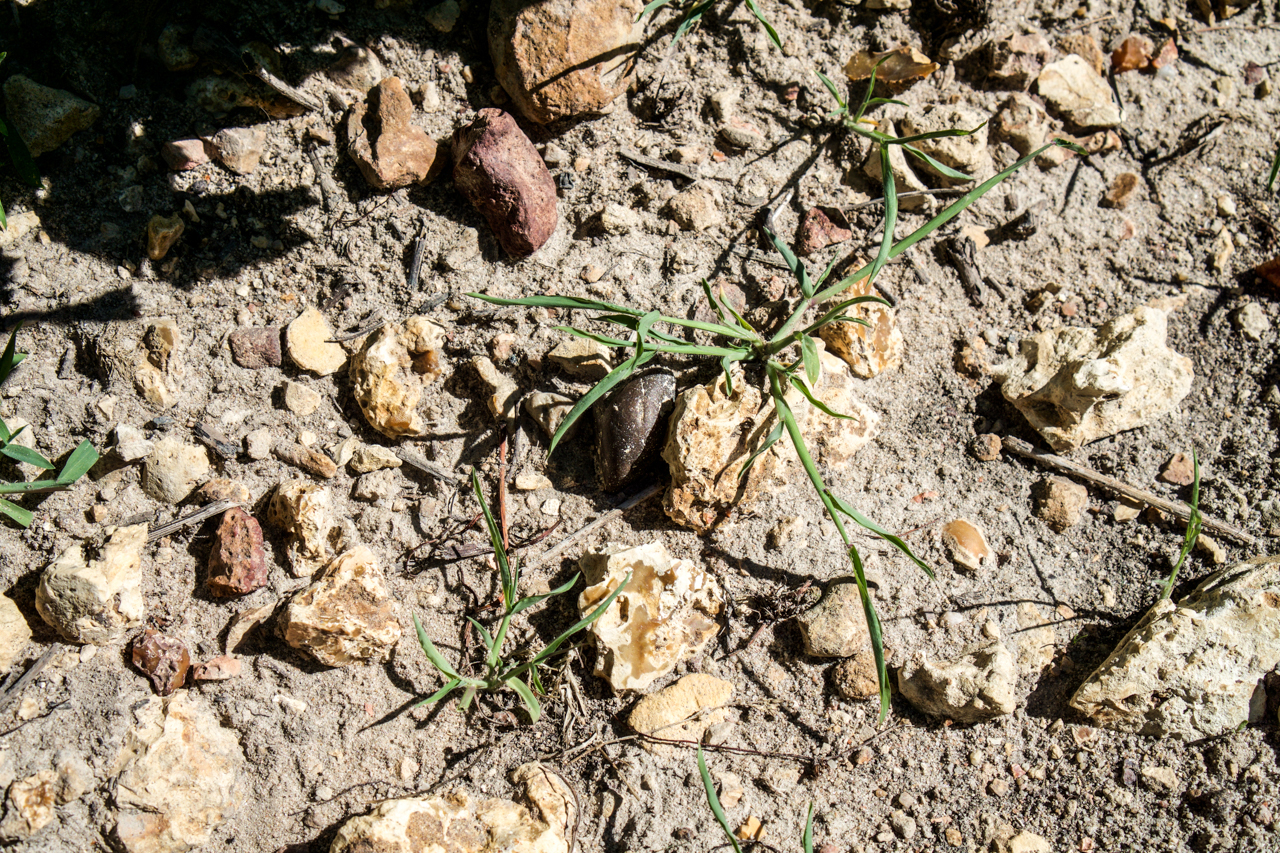 The rocky and light clay soils at Jean-François Mérieau.