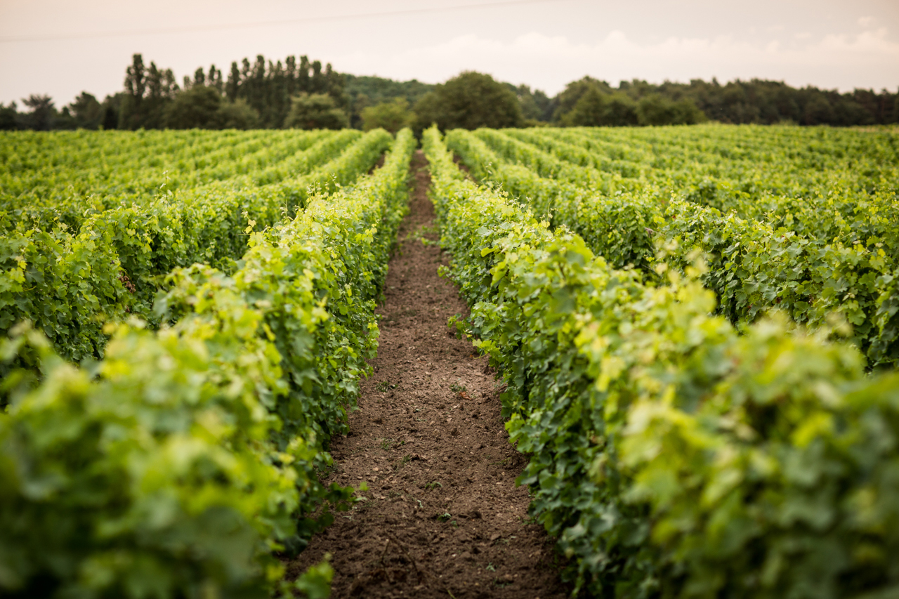 Domaine Jean-François Mérieau. Photo courtesy of Leigh-Ann Beverly at Bona Fide Productions.