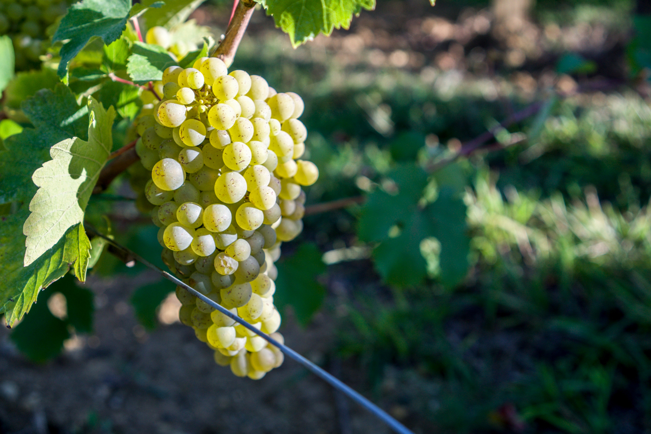 Chenin Blanc, a scarce variety in Chinon but one that is very important at Domaine de Noblaie
