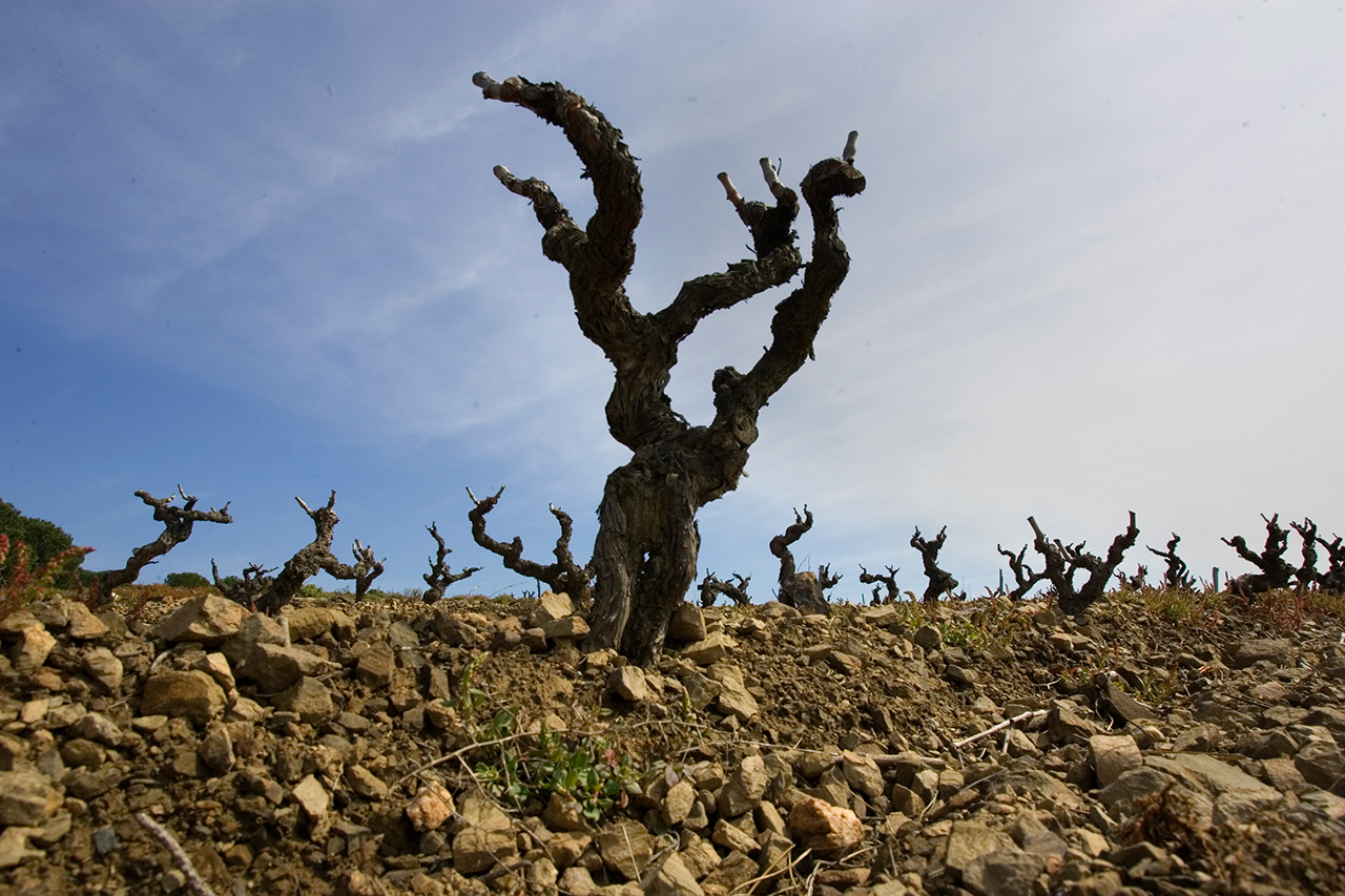 Old Carignan in the Rabos Vineyard