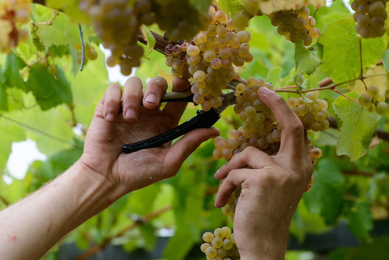 Harvesting Albariño in September