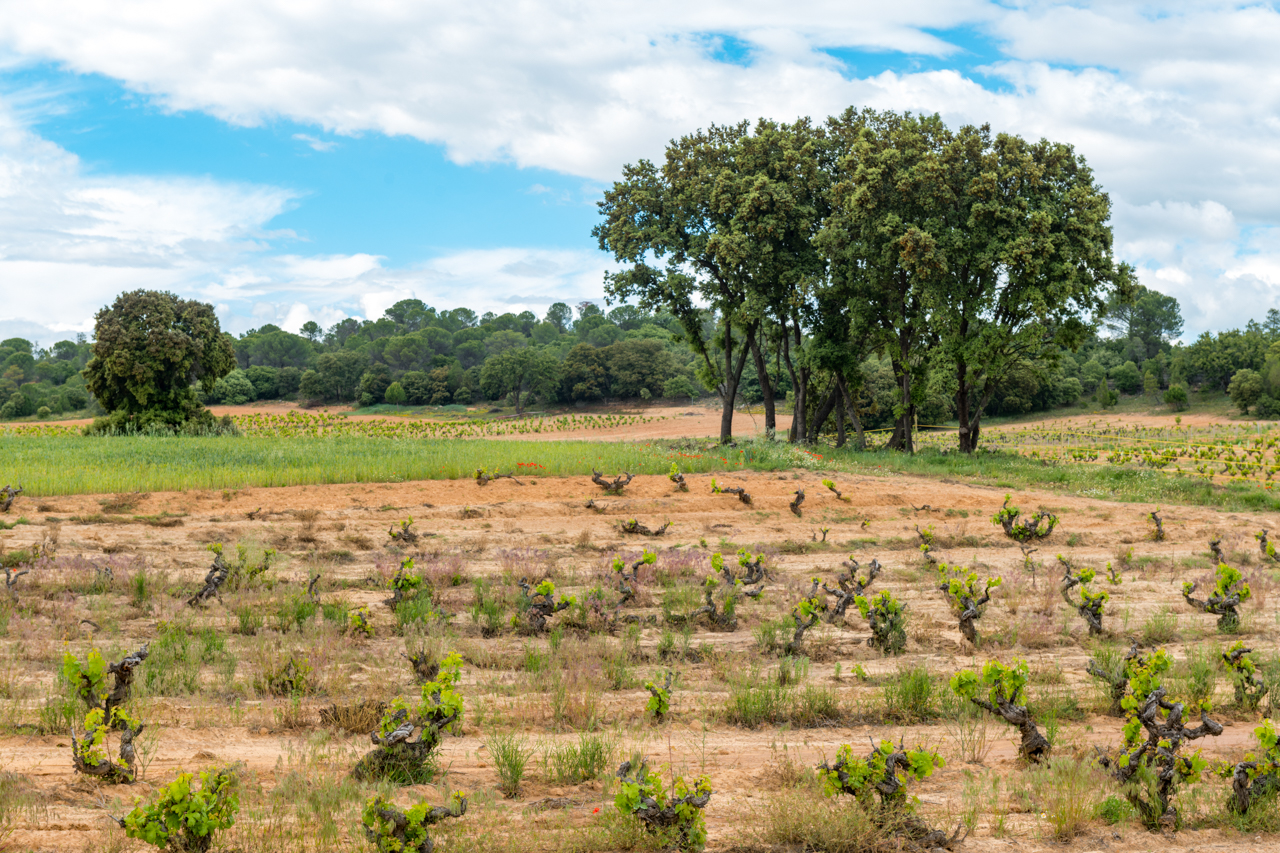 The scattered plots in Peña Aladas