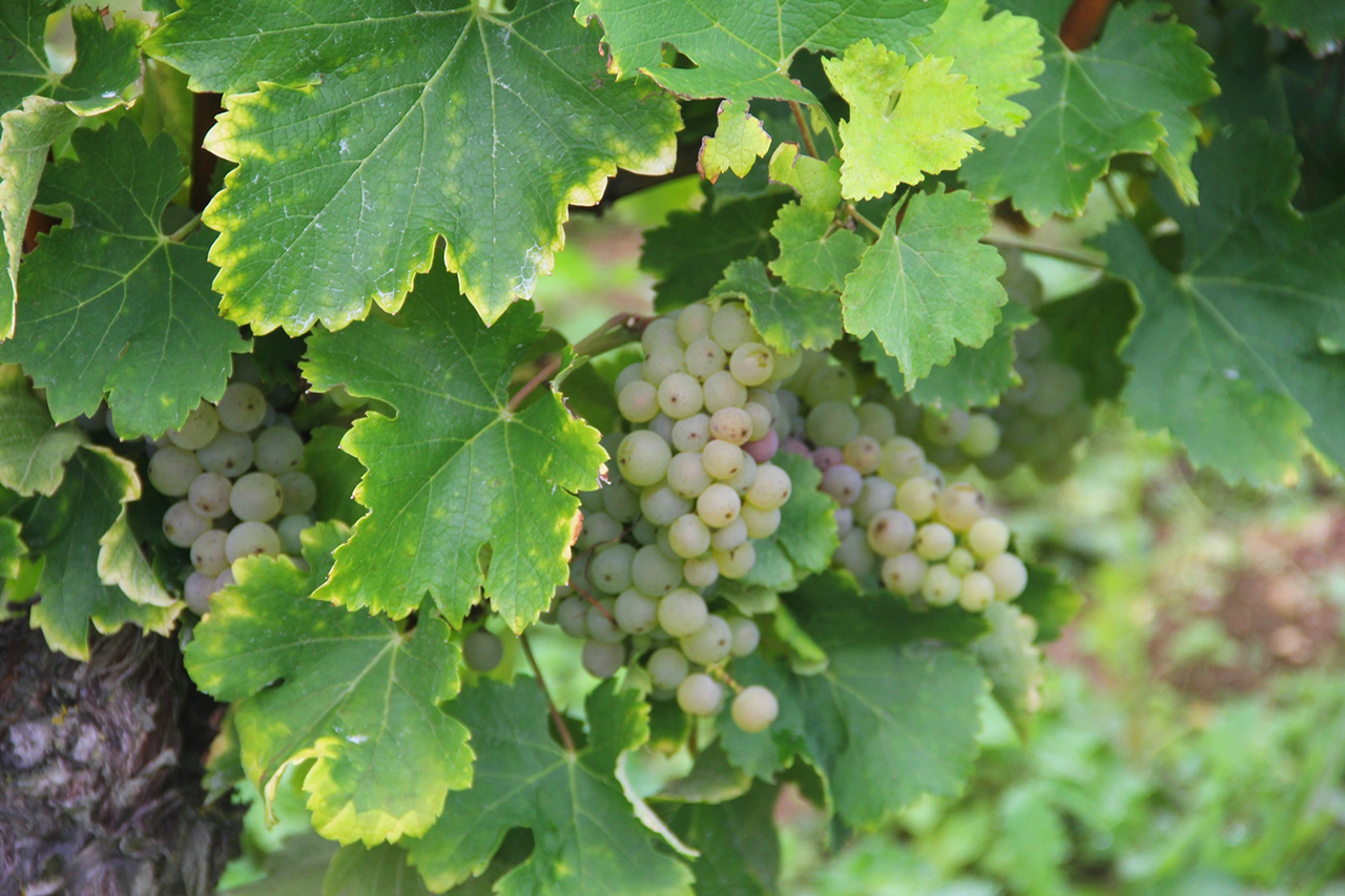Sauvignon Blanc at perfect ripeness