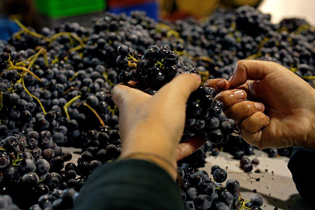 Removing any over- or under-ripe berries before whole cluster fermentation