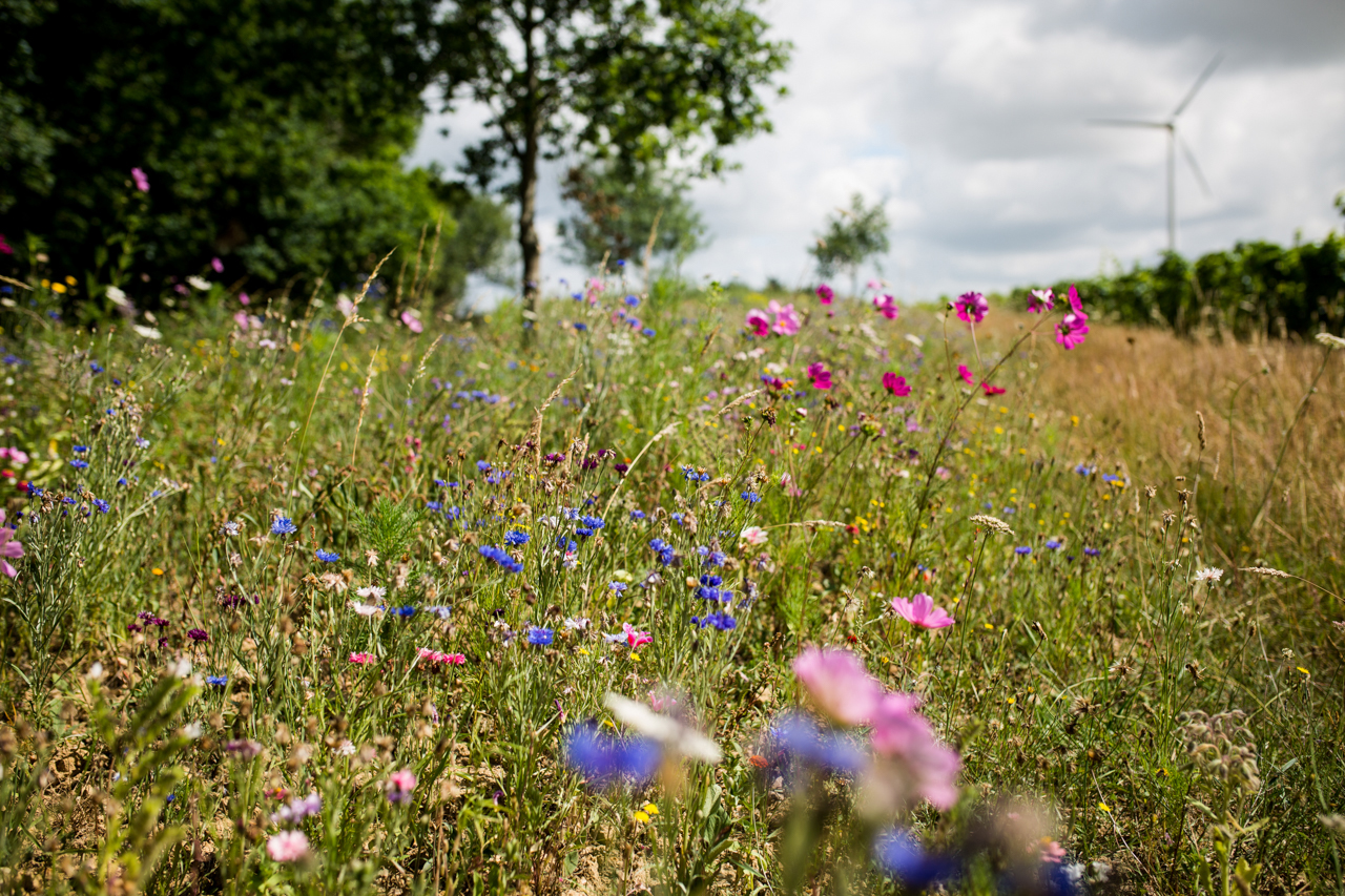 As a sign of his commitment to biodynamic farming, Thierry's vineyards are surrounded by fallow buffer zones filled with wild flowers. Photo courtesy of Leigh-Ann Beverly at Bona Fide Productions.