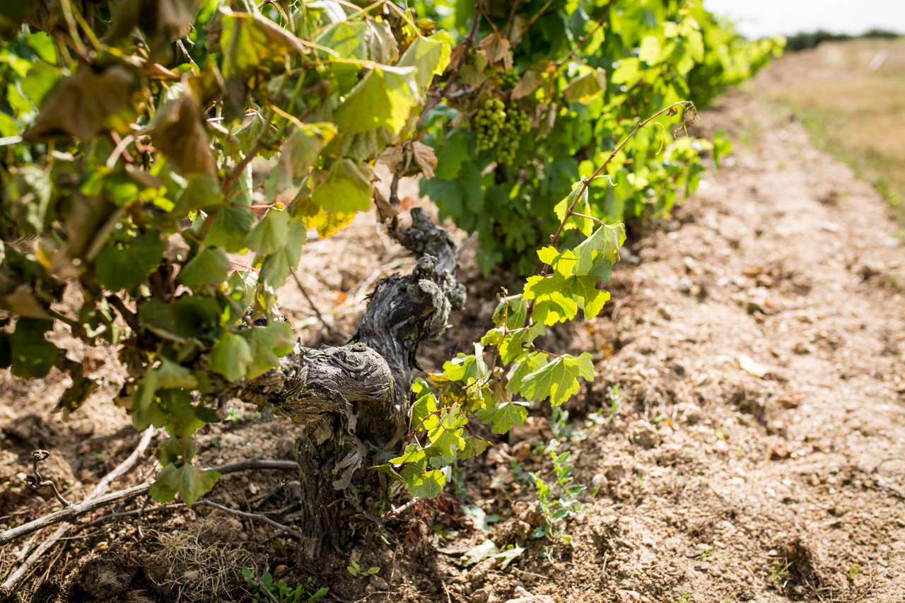 Chenin Blanc planted on sand. Photo courtesy of Leigh-Ann Beverly at Bona Fide Productions.