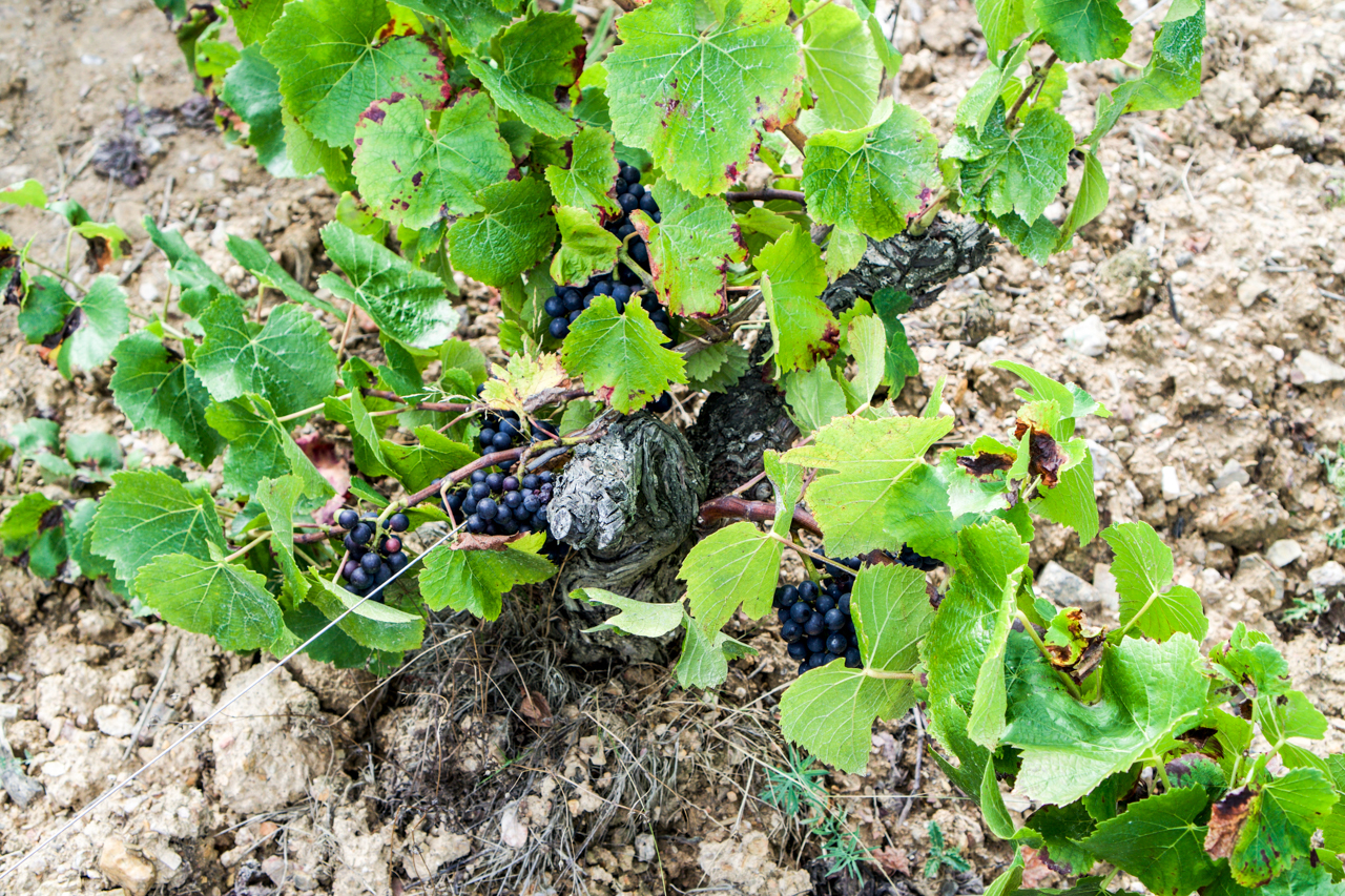 Many of the vines at Domaine Saint Nicolas are untrellised and sprawl along the ground.