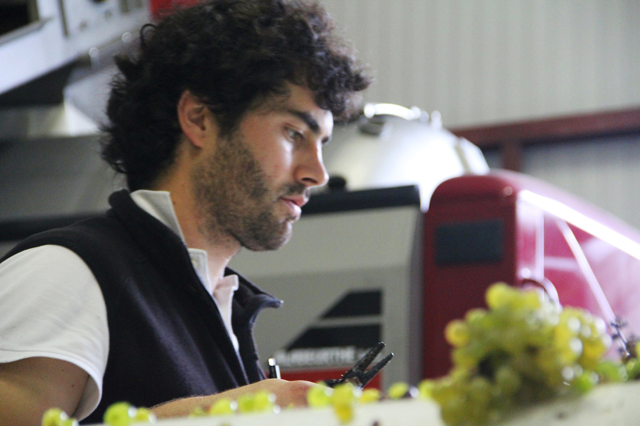 Stéphane Riffault managing the sorting of the fruit when it arrives at the cellar