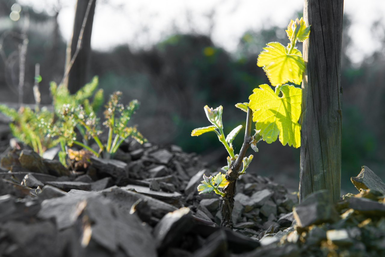 New plantings in Guinarderes