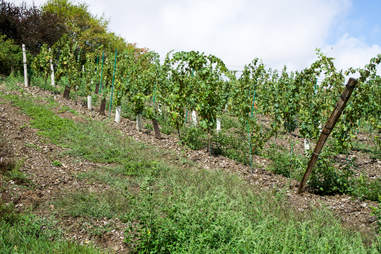 Young vines in La Petite Roche