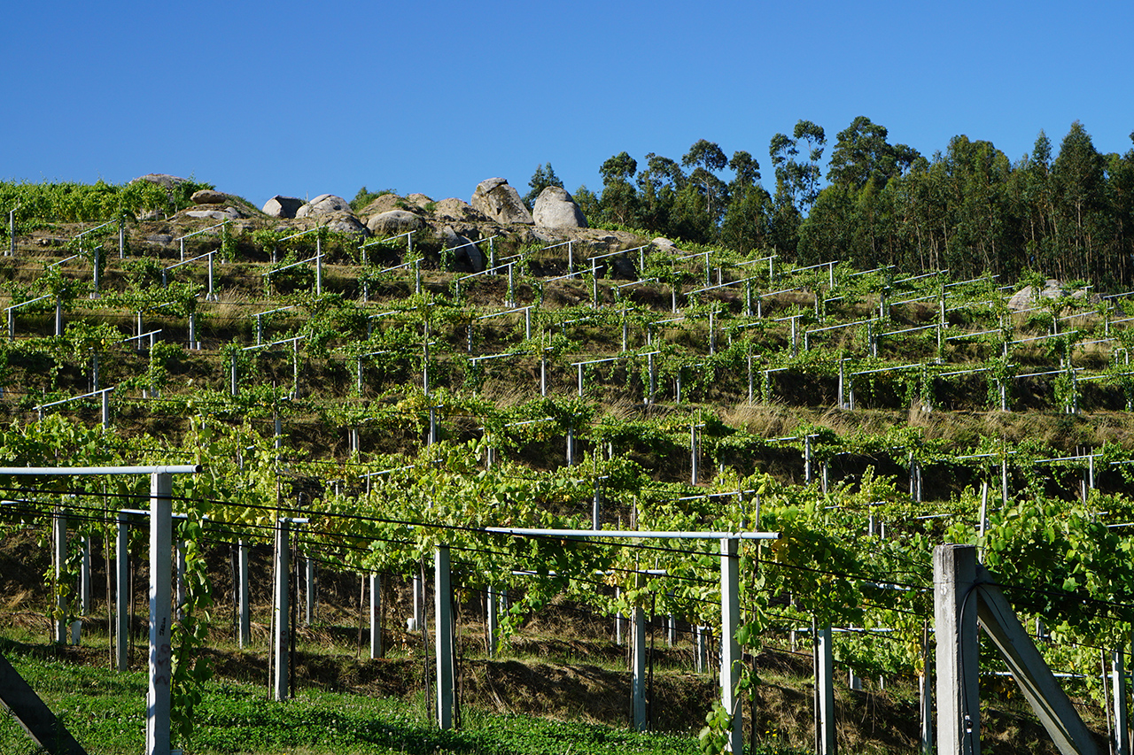 Younger vines on the slope above Los Bancales