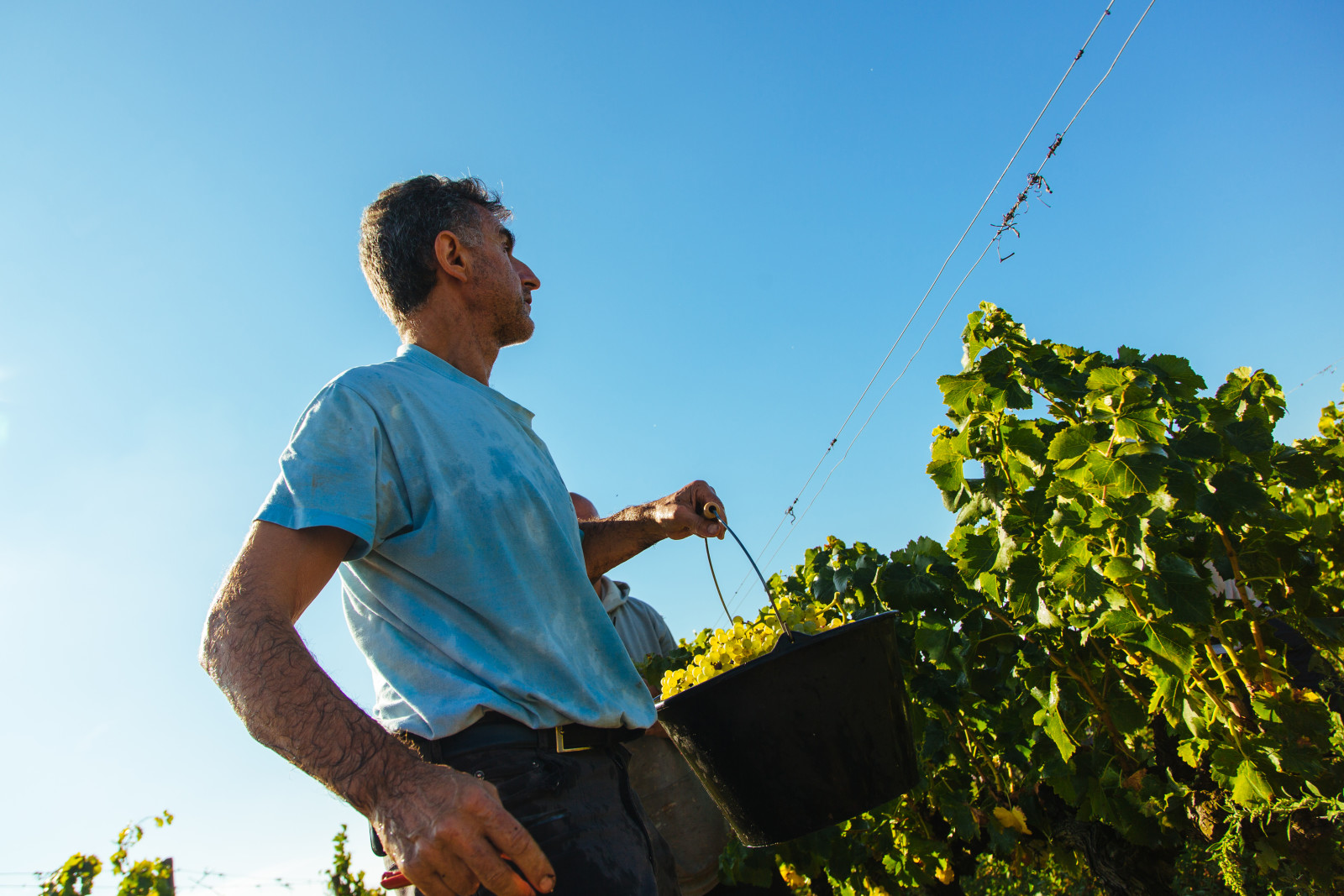 First_day_of_Grenache_Blanc