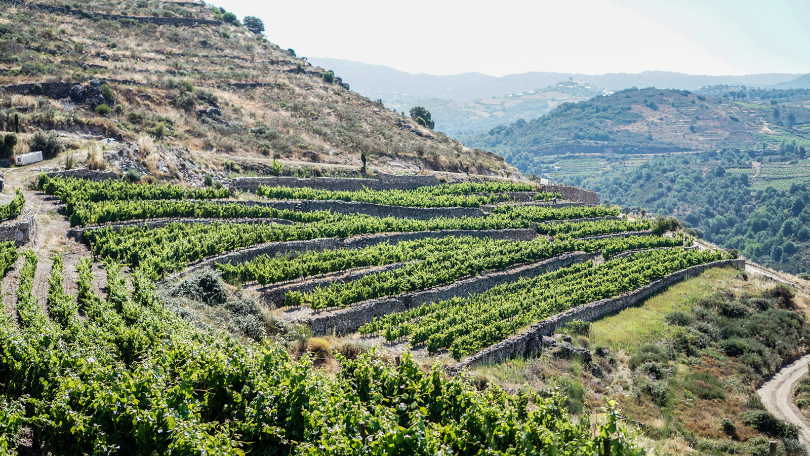 Godello vineyard on sandy granite – Rafa Palacios, Val do Bibei of Valdeorras