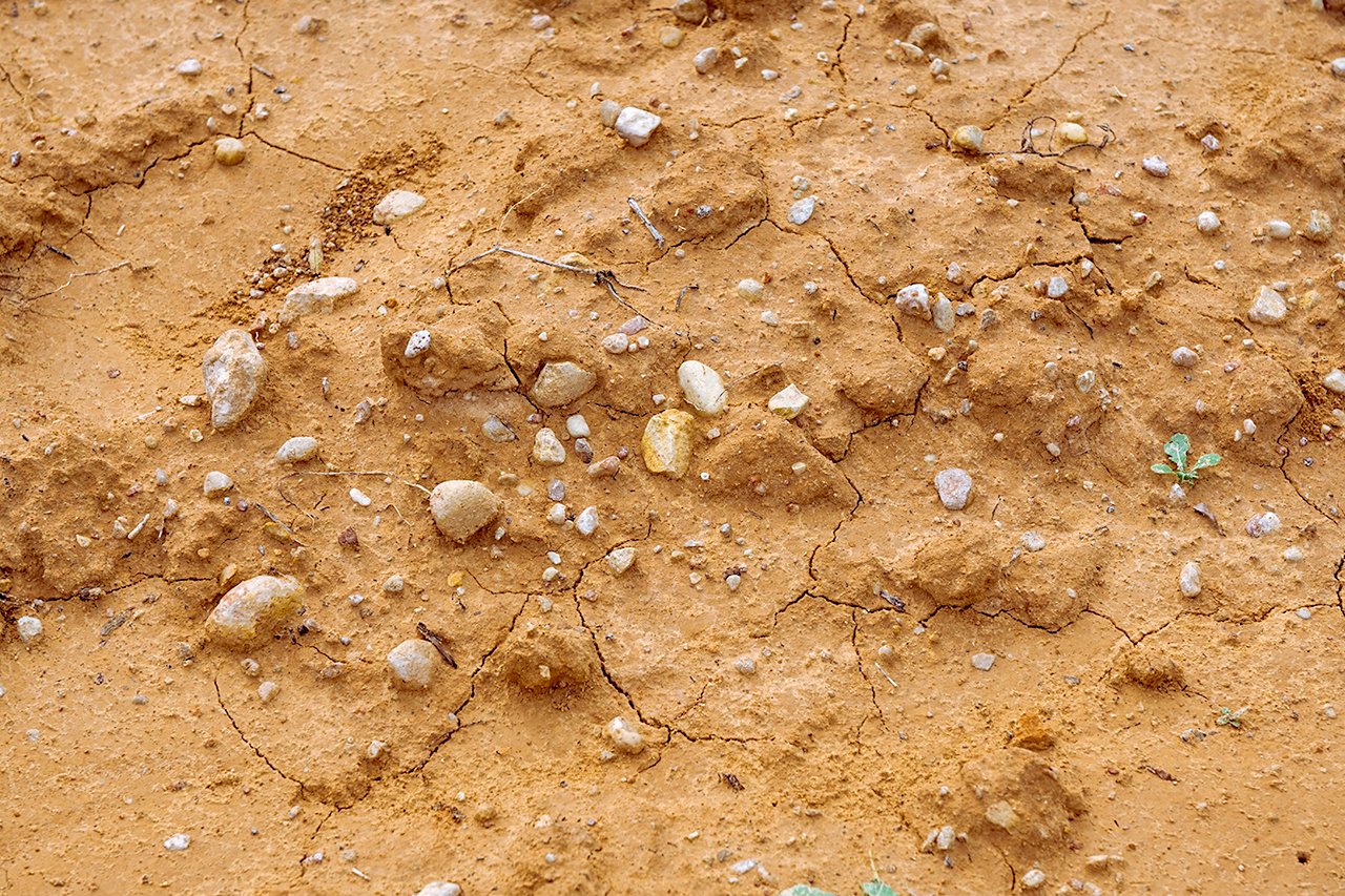 The sandy and chalky soils of Micalet - ideal for Mediterranean white varieties such as Tortosí, Trepadell, Malvasía, Merseguera and Verdil