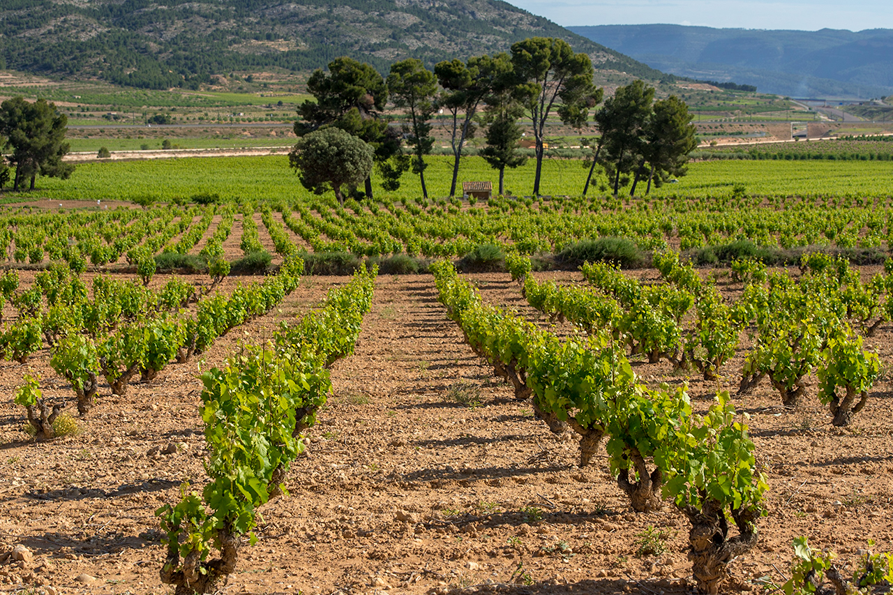 50 year old vines of Arcos 