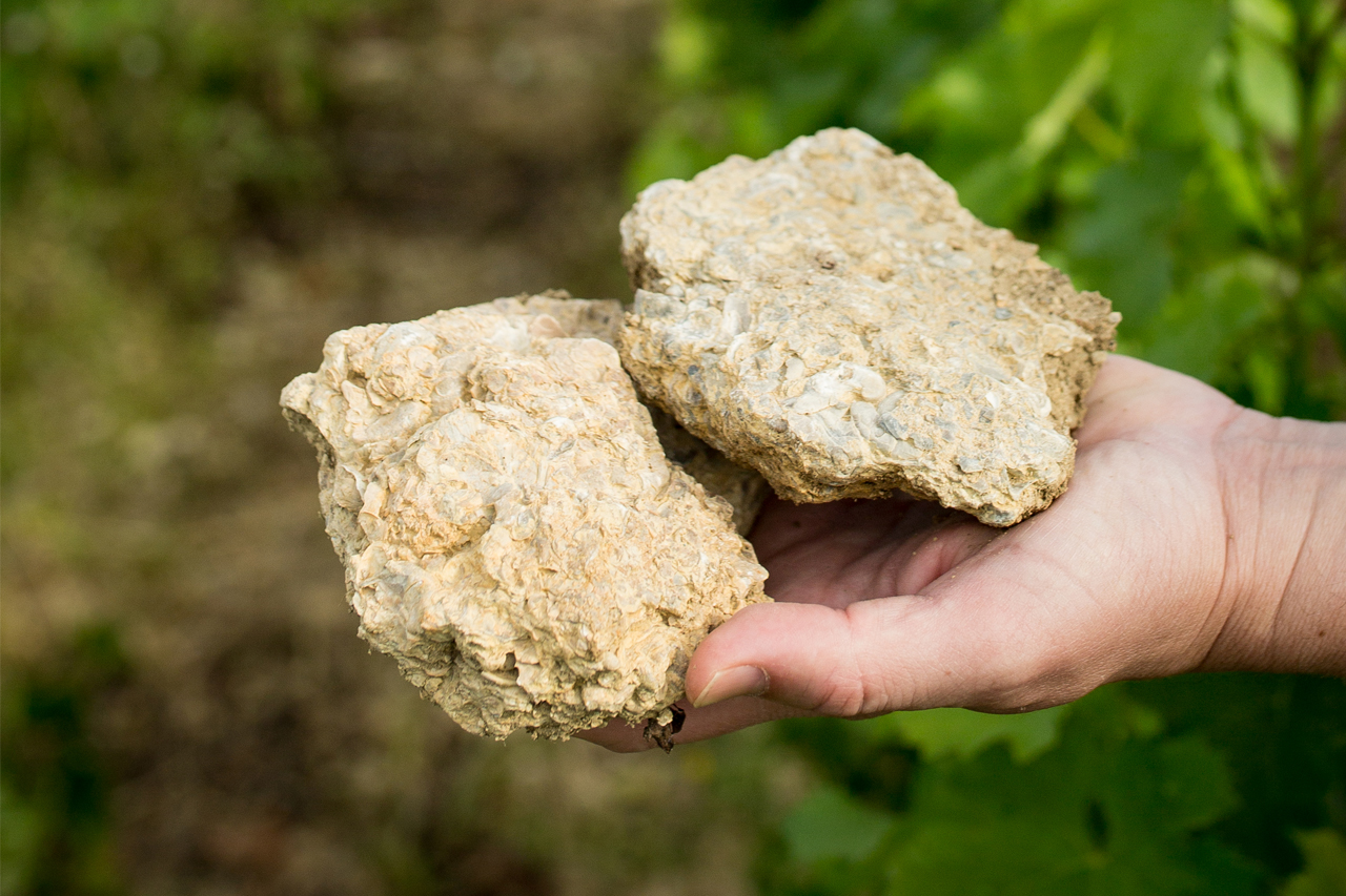 Finding fossilized shells in the vineyards of Bertrand Minchin is quite easy.