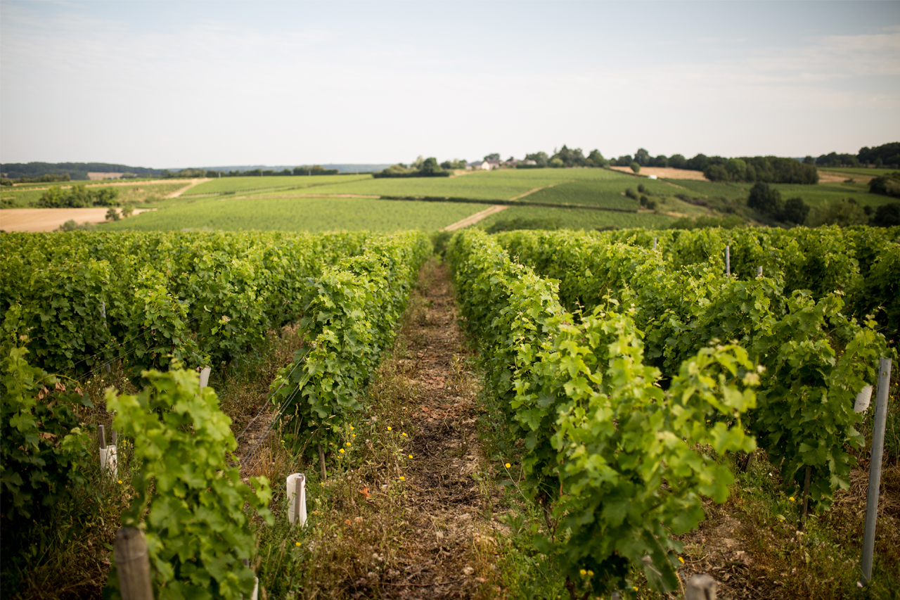 Menetou, the last outpost and far southern edge of the famed belt of Kimmeridgian limestone soils of Northern France. To the west in Touraine, tuffeau emerges and to the south, along the winding course of the Loire the volcanic soils of central France become increasingly apparent. 