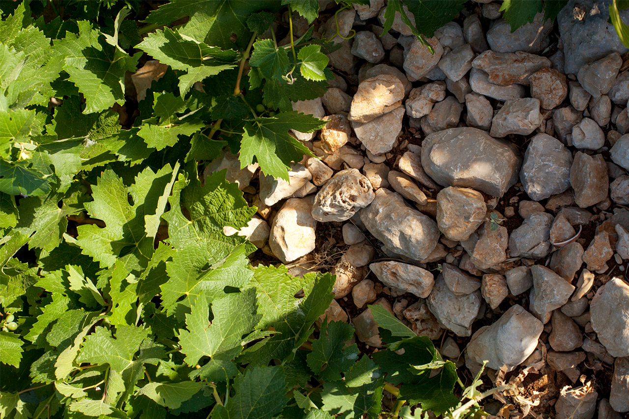 The gravelly clay limestone soils at the edges of the Bekaa where vines thrive particularly well. 