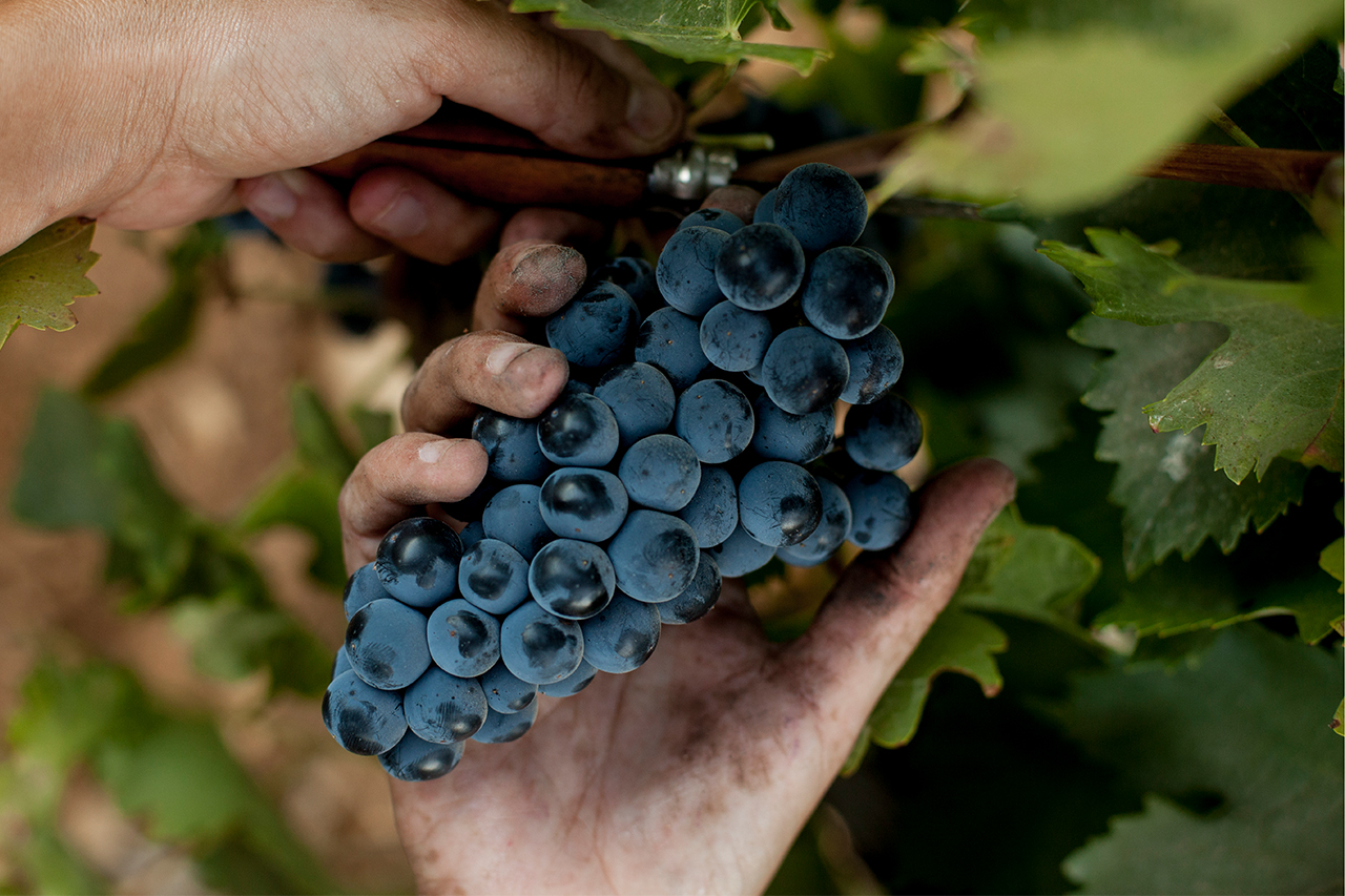 The prevailing dry conditions of the Bekaa valley ensures very healthy grapes. At Domaine des Tourelles, everything is picked by hand. 