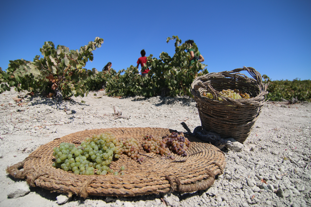 The five harvests at Bodegas Luis Perez showing the effects of asuelo - drying Palomino Fino before crushing by foot